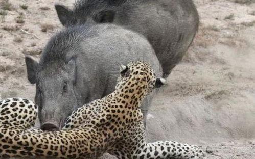 热门爆料野猪视频大全,野性十足！热门爆料野猪视频大全盘点